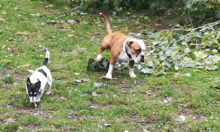 Tierarztpraxis - Alsterhöhe Stephanie Mauer | Hamburg Fuhlsbüttel