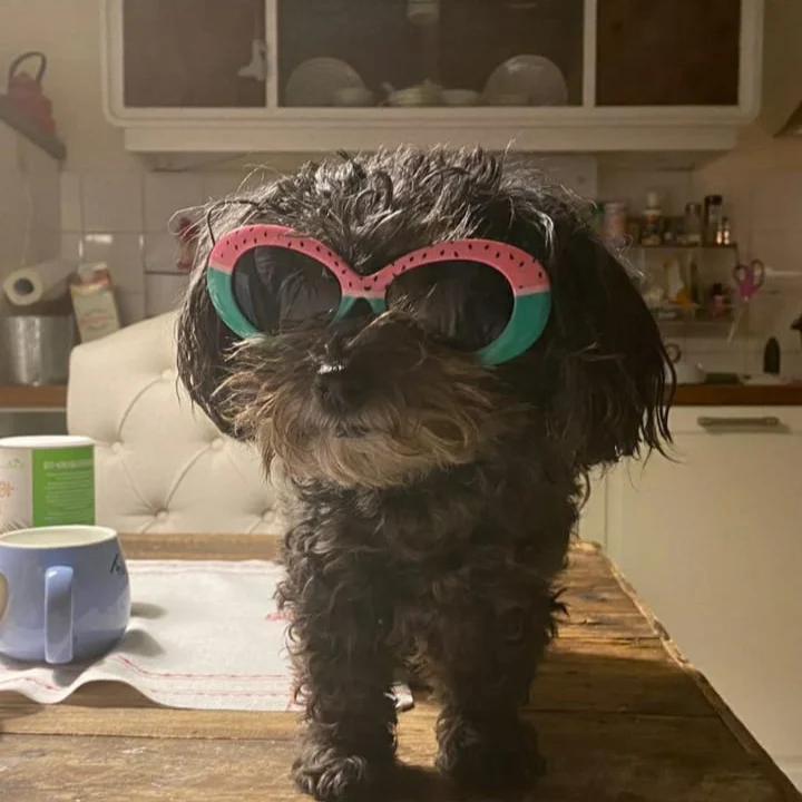 Tierarztpraxis - Alsterhöhe Stephanie Mauer | Hamburg Fuhlsbüttel