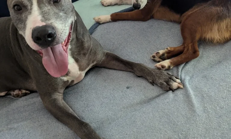 Tierarztpraxis - Alsterhöhe Stephanie Mauer | Hamburg Fuhlsbüttel