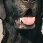 Tierarztpraxis Am Bessemer-Park Oliver Buck-Werner