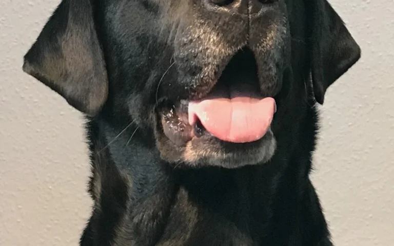 Tierarztpraxis Am Bessemer-Park Oliver Buck-Werner