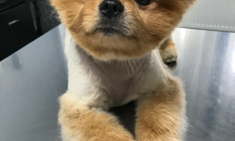 Tierarztpraxis Am Bessemer-Park Oliver Buck-Werner