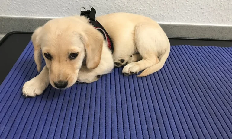 Tierarztpraxis Am Bessemer-Park Oliver Buck-Werner