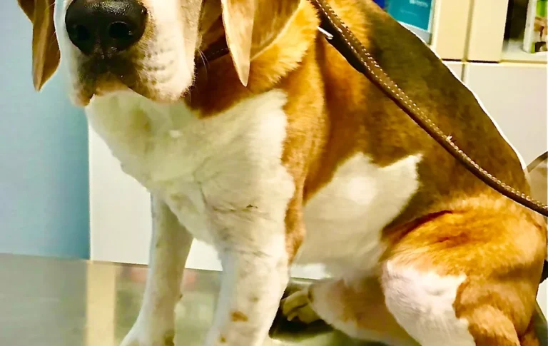 Tierarztpraxis Am Bessemer-Park Oliver Buck-Werner