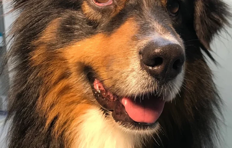 Tierarztpraxis Am Bessemer-Park Oliver Buck-Werner