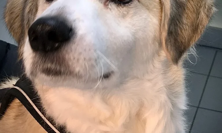 Tierarztpraxis Am Bessemer-Park Oliver Buck-Werner