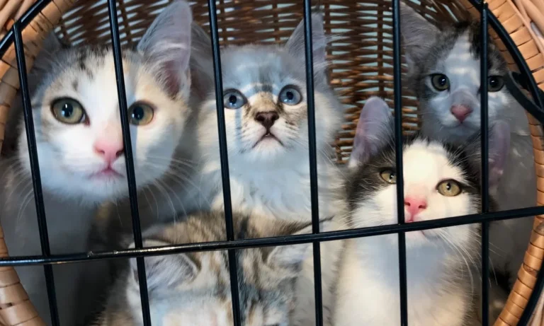 Tierarztpraxis Am Bessemer-Park Oliver Buck-Werner