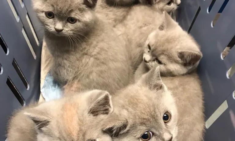 Tierarztpraxis Am Bessemer-Park Oliver Buck-Werner