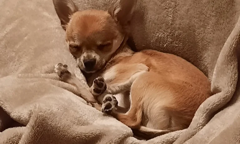 Tierarztpraxis Am Drömling