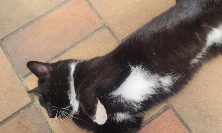 Tierarztpraxis Am Drömling