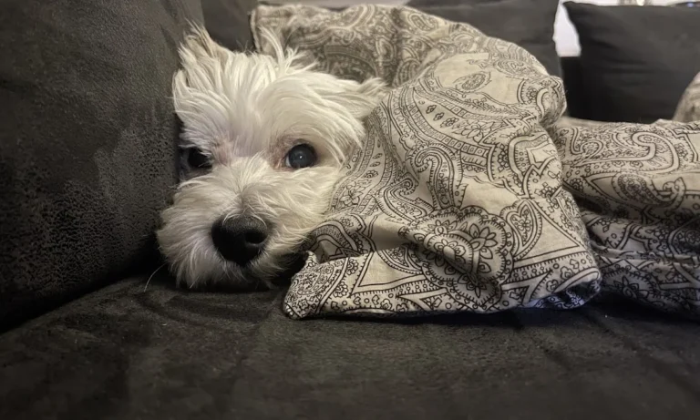 Tierarztpraxis am Gesundbrunnen - Dr. Volker Robl und Dr. Till Robl