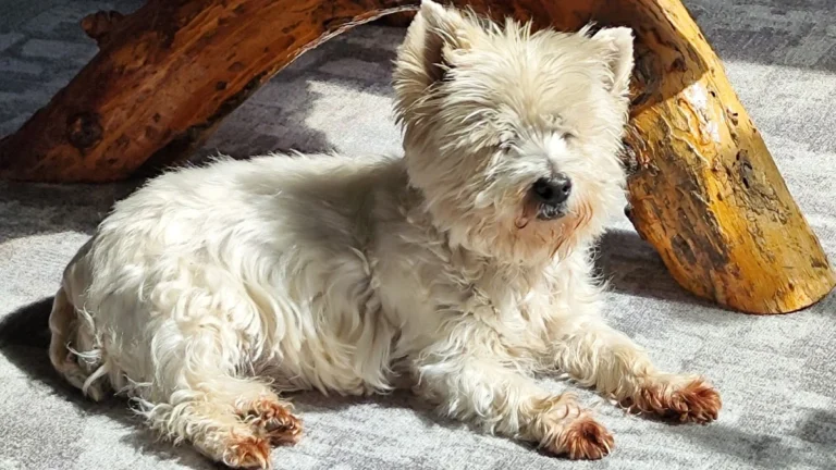 Tierarztpraxis am Grillendamm