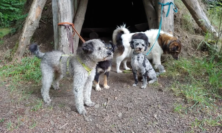 Tierarztpraxis am Grillendamm