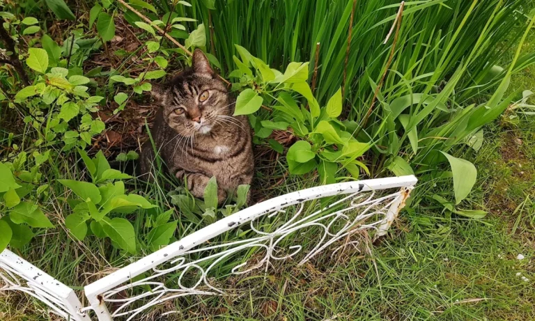 Tierarztpraxis am Hansaplatz