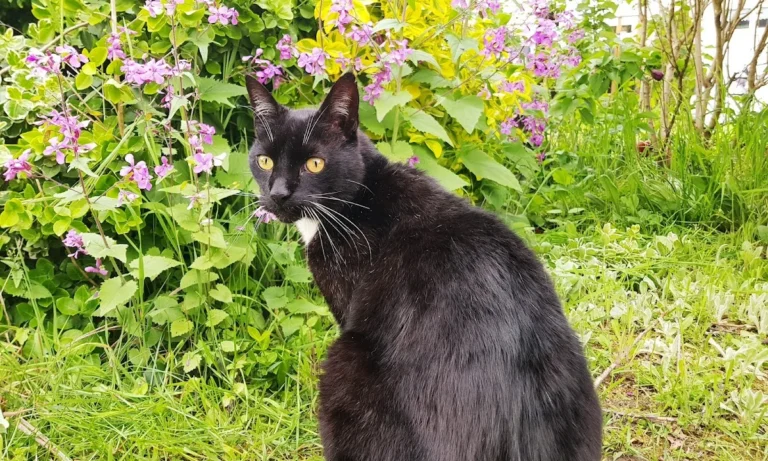 Tierarztpraxis am Hansaplatz