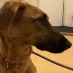 Tierarztpraxis am Millerntor - Karen Voelkel