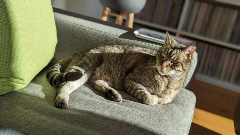 Tierarztpraxis am Millerntor - Karen Voelkel