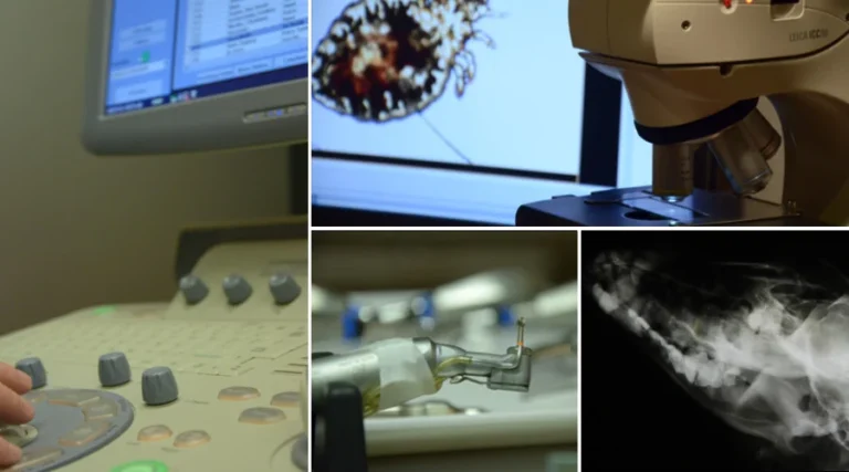 Tierarztpraxis am Millerntor - Karen Voelkel