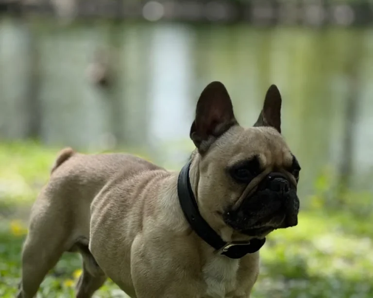 Tierarztpraxis am Millerntor - Karen Voelkel