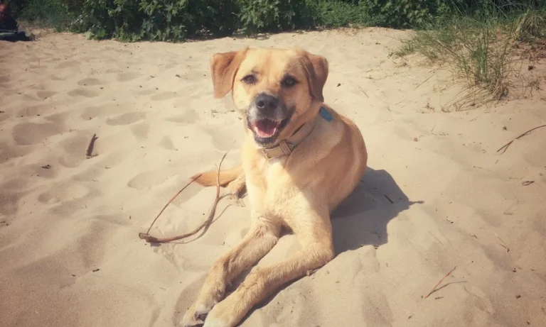 Tierarztpraxis am Millerntor - Karen Voelkel