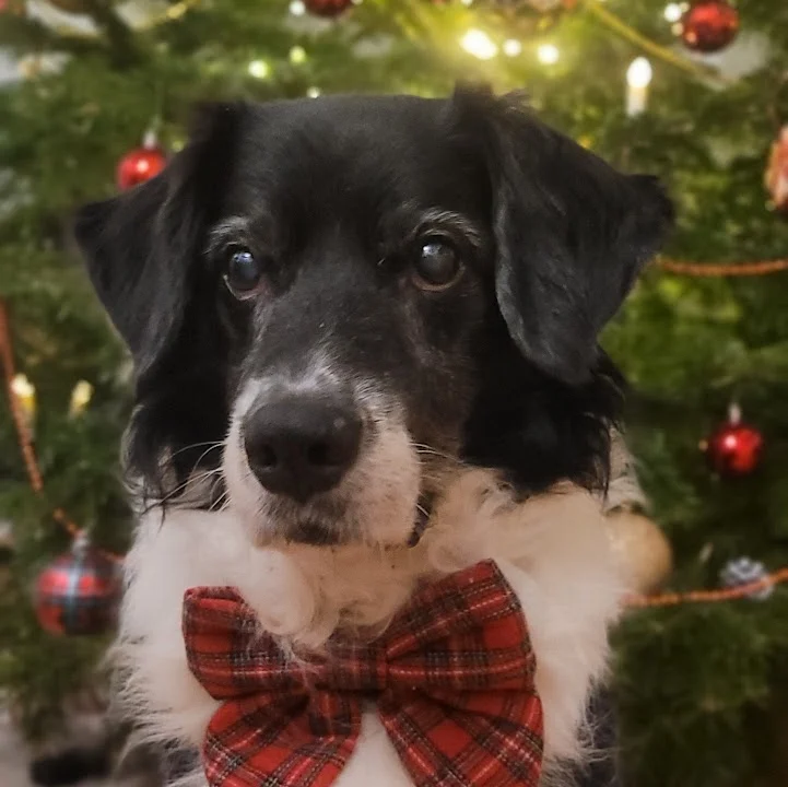 Tierarztpraxis am Millerntor - Karen Voelkel