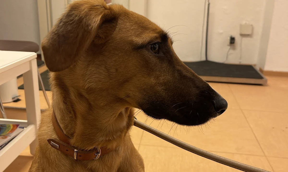 Tierarzt Tierarztpraxis am Millerntor – Karen Voelkel Hamburg