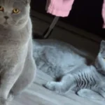 Tierarztpraxis am Vogelsang Dr. K. Steinheuer, J. Meuer