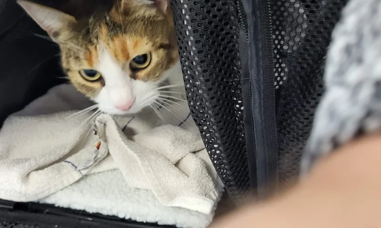 Tierarztpraxis am Vogelsang Dr. K. Steinheuer, J. Meuer