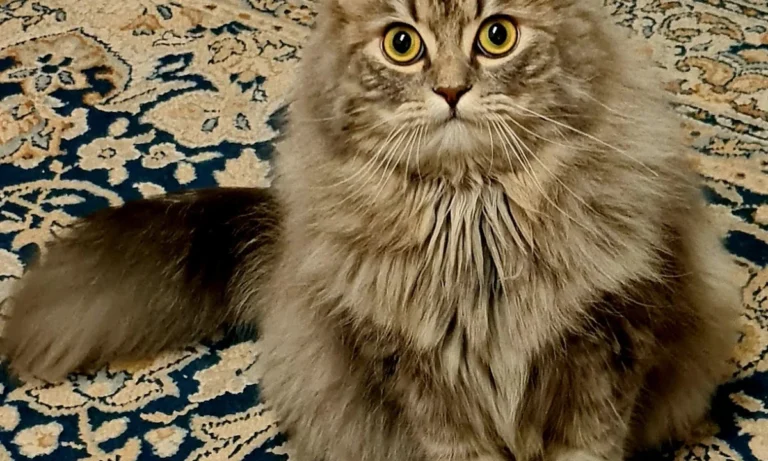 Tierarztpraxis am Vogelsang Dr. K. Steinheuer, J. Meuer