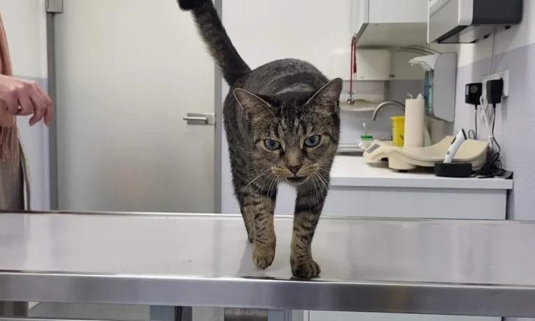 Tierarztpraxis am Vogelsang Dr. K. Steinheuer, J. Meuer