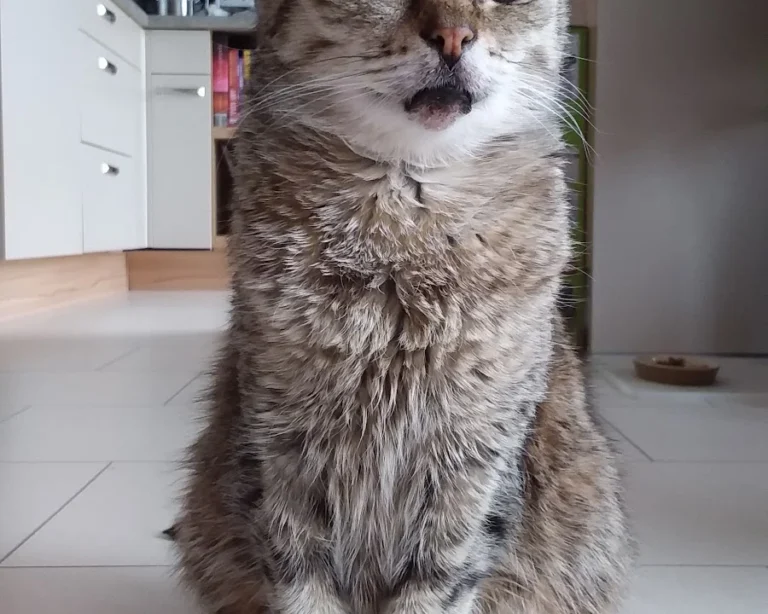 Tierarztpraxis am Vogelsang Dr. K. Steinheuer, J. Meuer