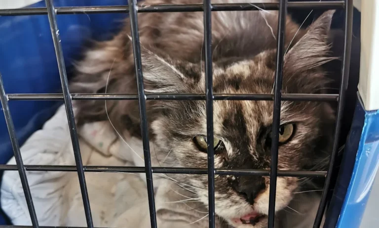 Tierarztpraxis am Vogelsang Dr. K. Steinheuer, J. Meuer