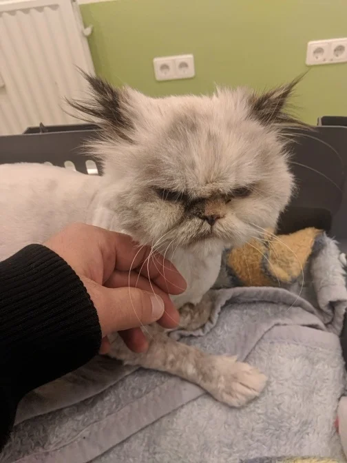 Tierarztpraxis am Vogelsang Dr. K. Steinheuer, J. Meuer