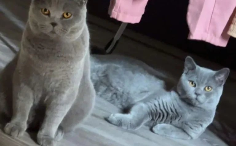 Tierarztpraxis am Vogelsang Dr. K. Steinheuer, J. Meuer