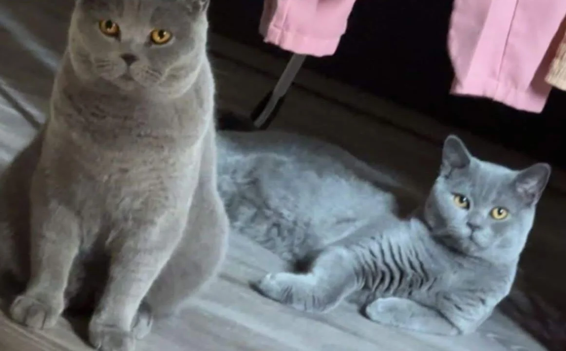 Tierarzt Tierarztpraxis am Vogelsang Dr. K. Steinheuer, J. Meuer Solingen