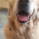 Tierarztpraxis am Wachberg