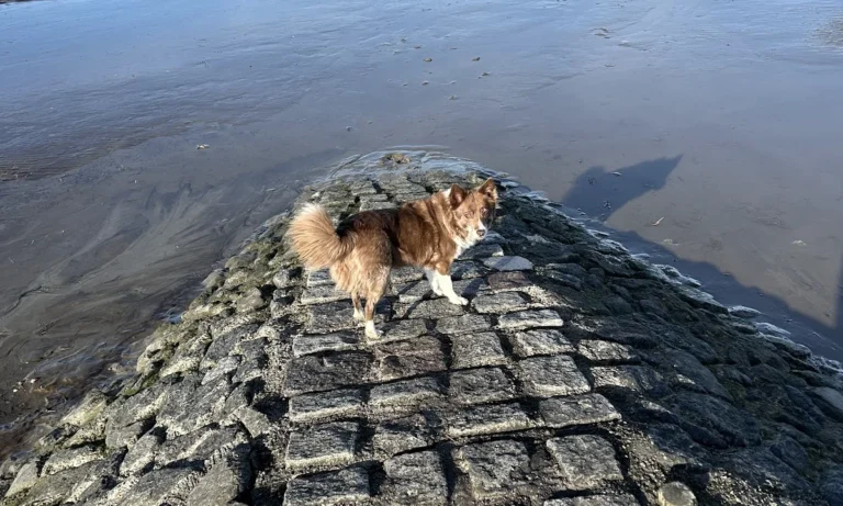 Tierarztpraxis am Wifowald