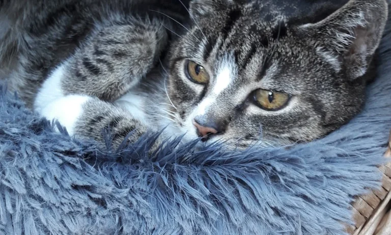 Tierarztpraxis an der Schwale