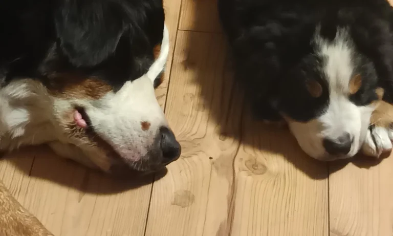 Tierarztpraxis an der Schwale