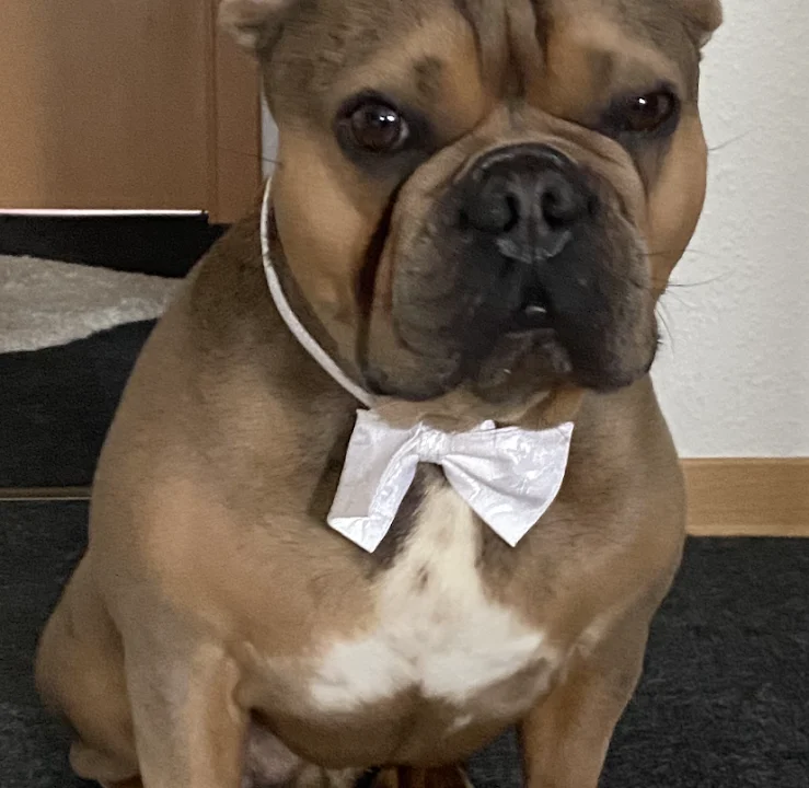 Tierarztpraxis André Holzendorf