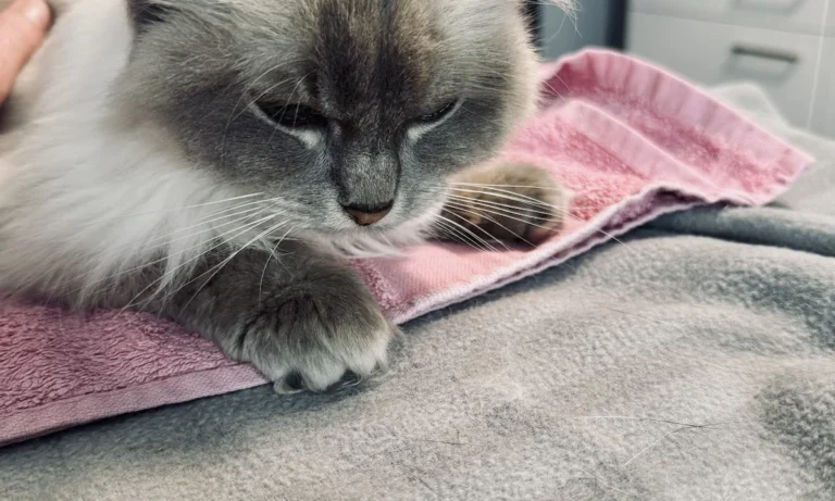 Tierarztpraxis André Holzendorf