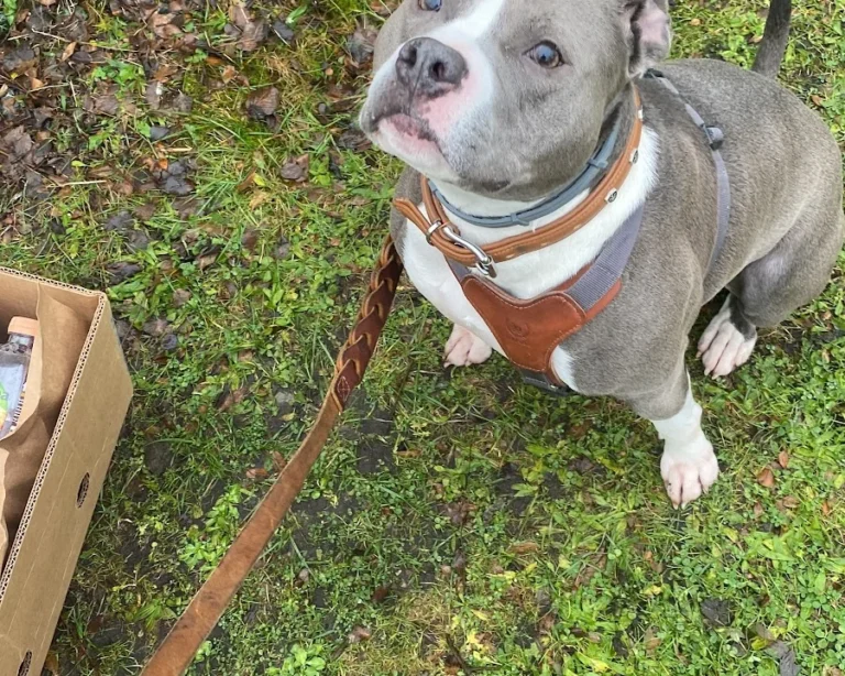 Tierarztpraxis André Holzendorf