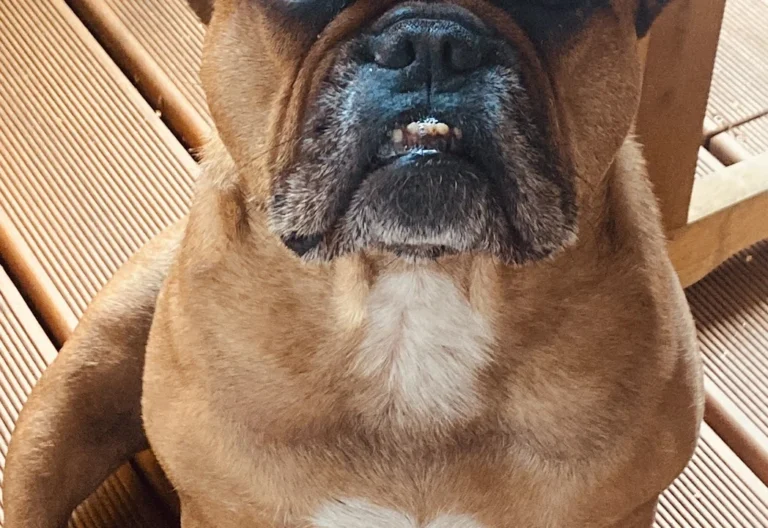 Tierarztpraxis André Holzendorf