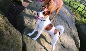 Tierarztpraxis Arnicke & Meschede