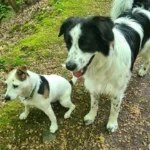 Tierarztpraxis Astrid Pauly