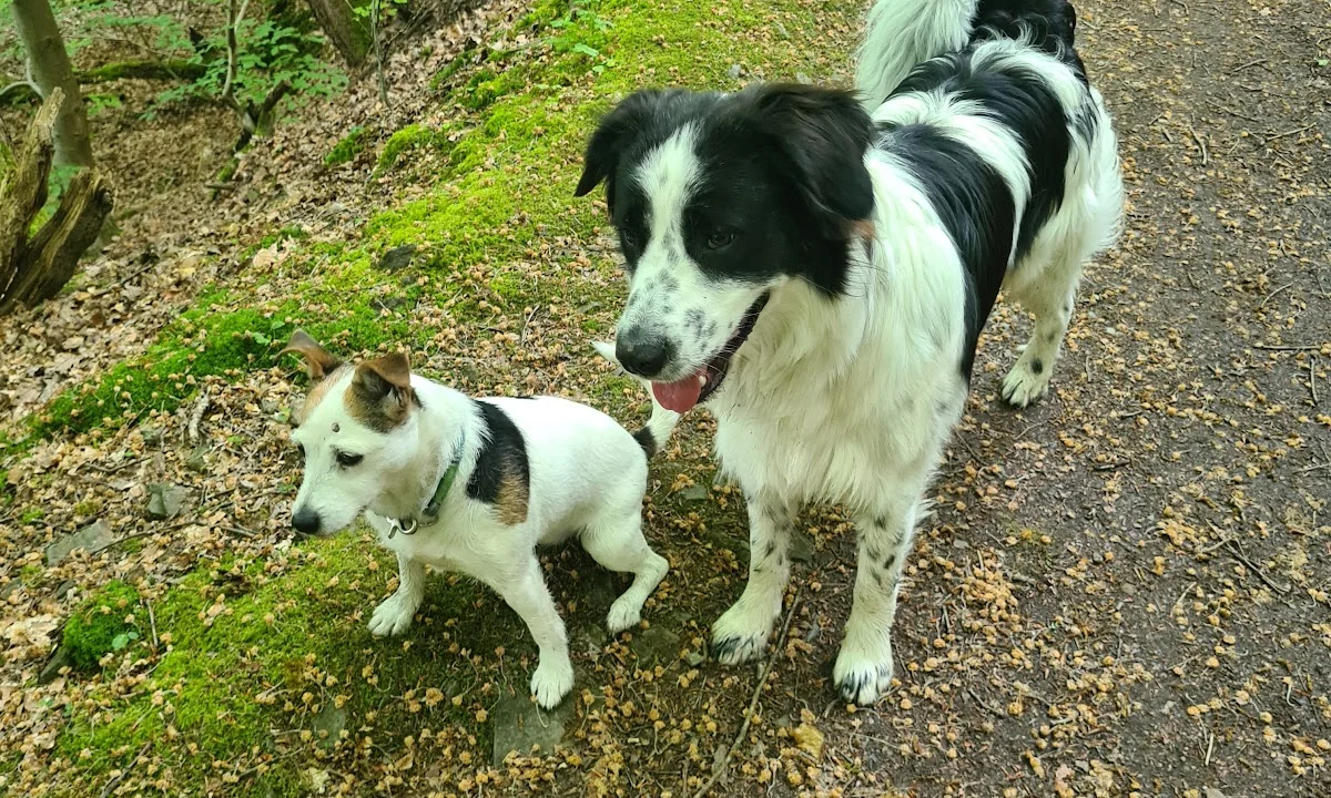 Tierarzt Tierarztpraxis Astrid Pauly Solingen