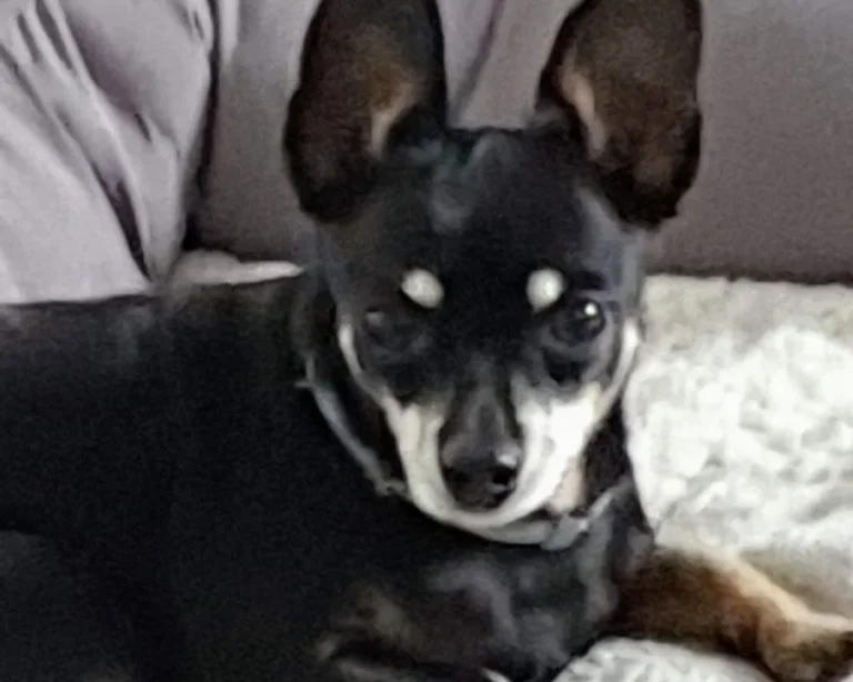 Tierarztpraxis Aufderhöhe