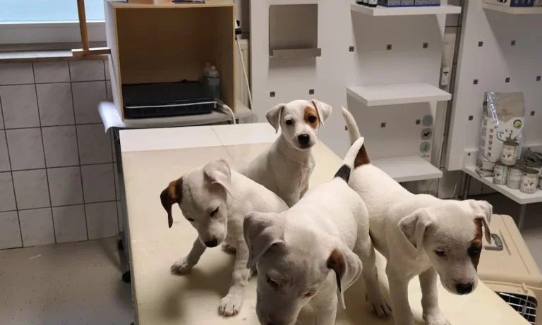 Tierarztpraxis Aufderhöhe