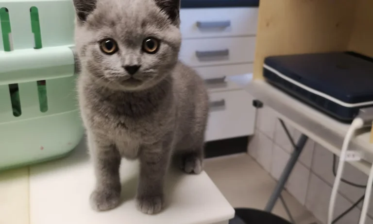 Tierarztpraxis Aufderhöhe