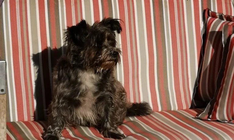 Tierarztpraxis Aufderhöhe